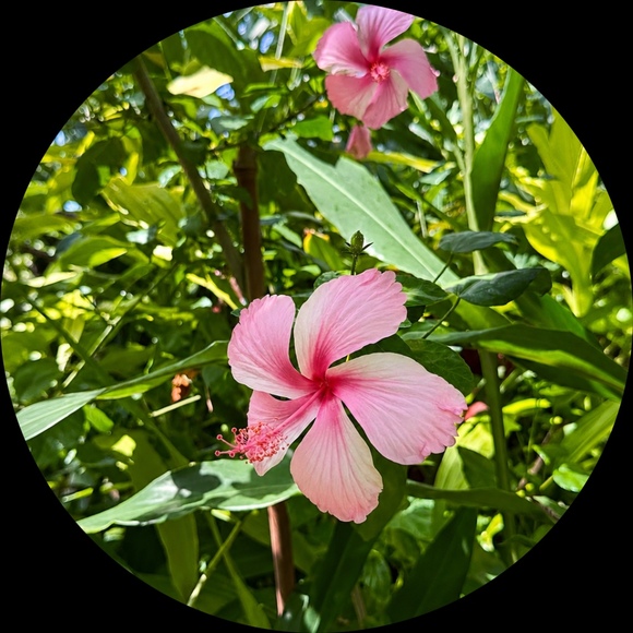 21bunny